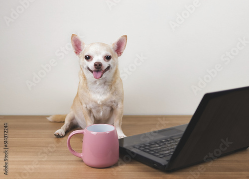  brown short hair chihuahua dog sitting on wooden floor with computer notebook and pink cup of coffee, working on computer, smiling and looking at camera. © Phuttharak