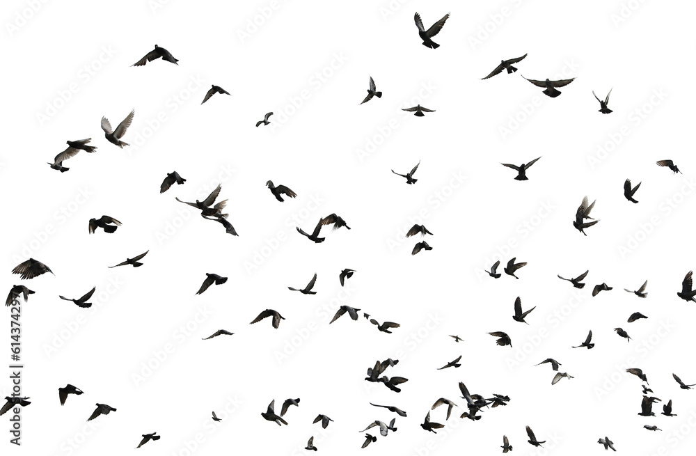Silhouettes of pigeons in flight isolated on transparent background. (PNG File) Silhouettes of pigeons in flight isolated on transparent background. (PNG File)