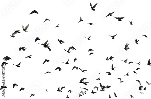 Silhouettes of pigeons in flight isolated on transparent background.  PNG File 