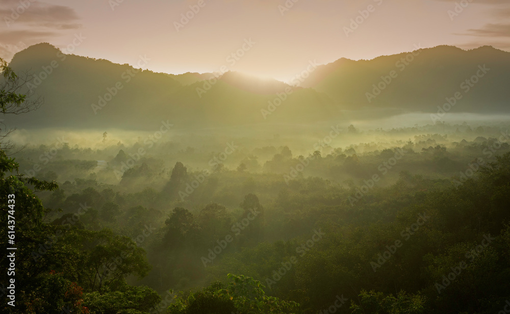misty covered forest and sunrise