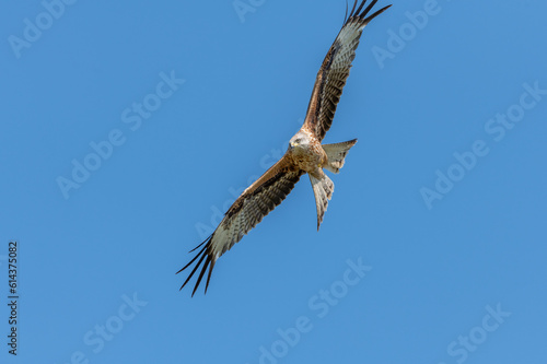 Red kite  Milvus milvus  in migratory flight in the blue sky in spring.