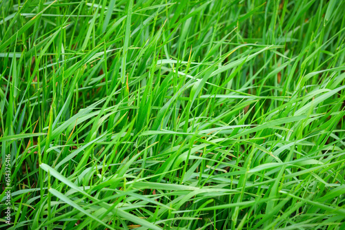 Fresh green grass as background. Selective focus with shallow depth of field.