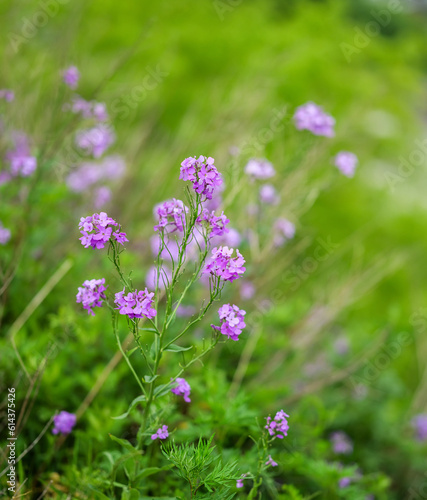 Flowers of Hesperis Matronalis, background with selective focus.