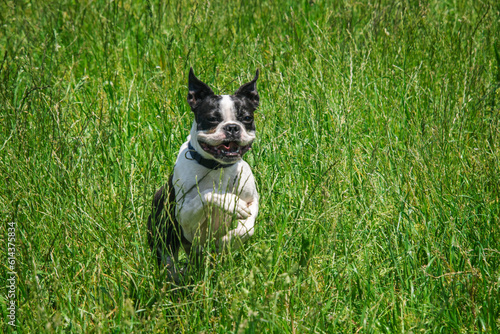 Le Boston Terrier coure dans l'herbe haute