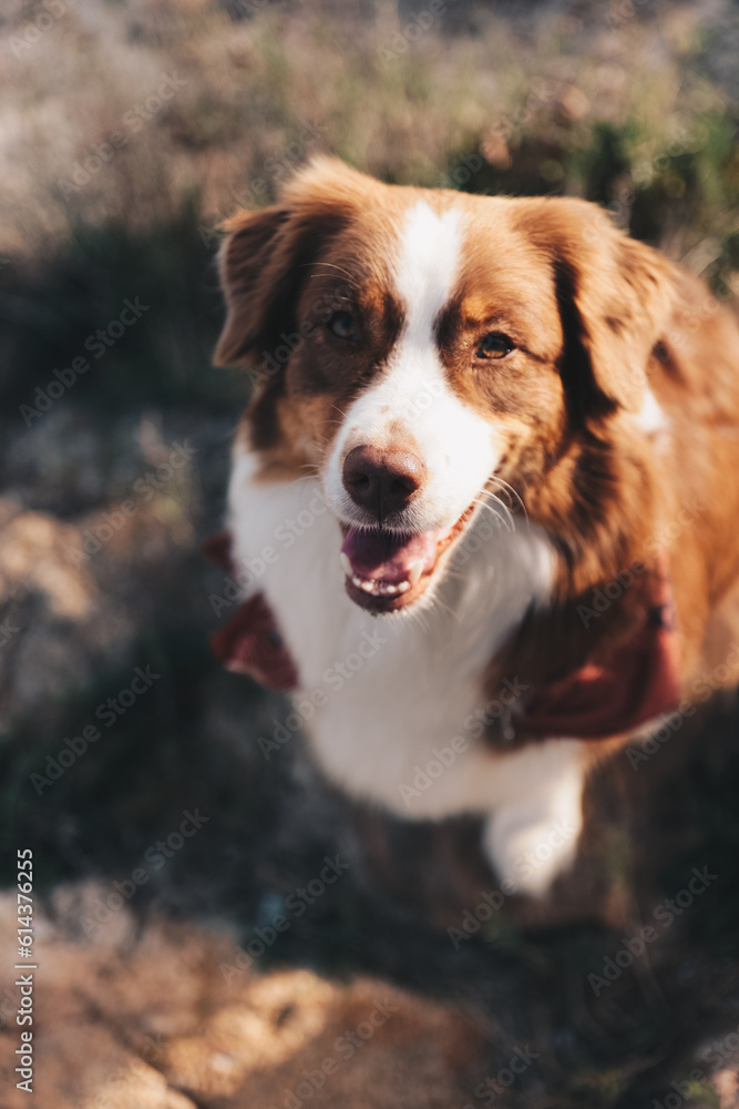Schöner und glücklicher Hund, Australian Shepherd