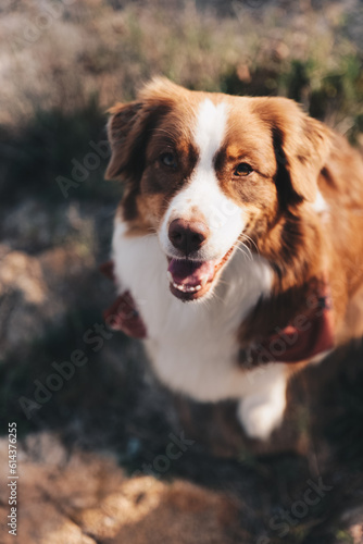 Fototapeta Naklejka Na Ścianę i Meble -  Schöner und glücklicher Hund, Australian Shepherd