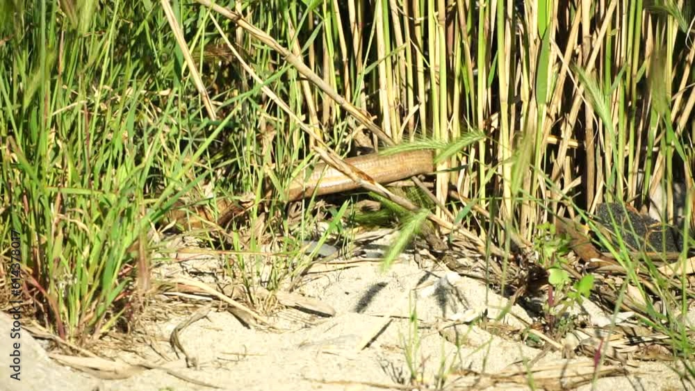 two big snakes in the grass, coiling and biting in a fight. Pseudopus apodus reptilian combat.