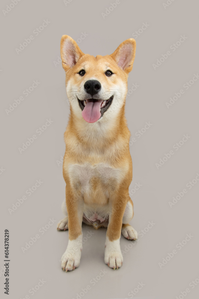 Portrait shiba inu puppy dog sitting. Isolated on gray background