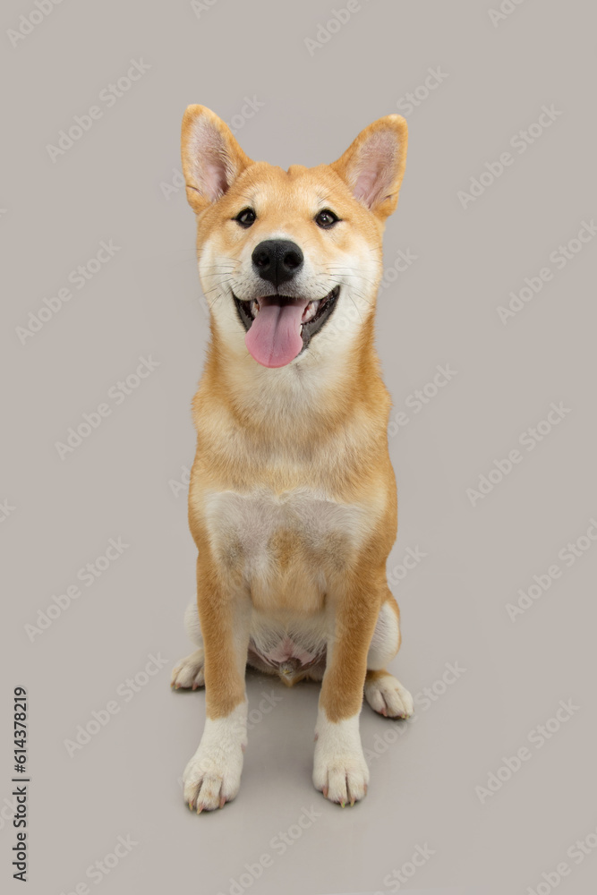 Portrait shiba inu puppy dog sitting. Isolated on gray background Portrait shiba inu puppy dog sitting. Isolated on gray background