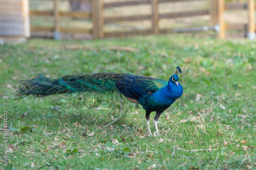 Obraz premium Proud Colorful Male indian Peacock Portrait with Full Feather Plume open with direct morning sunlight.