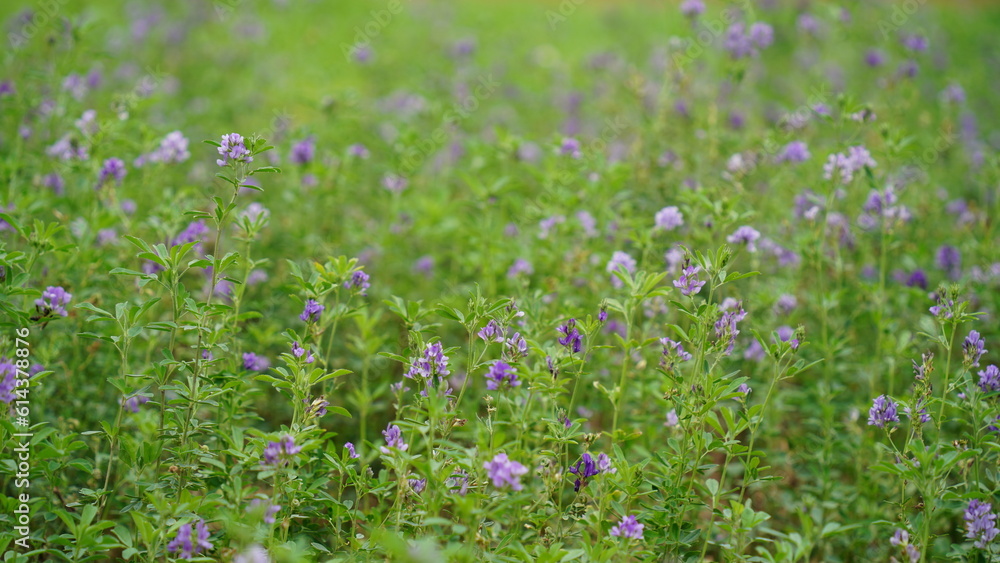 In the spring farm field young alfalfa grows. The field is blooming alfalfa, which is a valuable animal feed