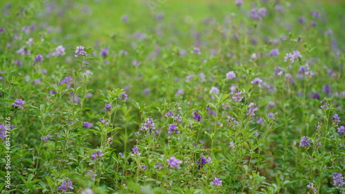 In the spring farm field young alfalfa grows. The field is blooming alfalfa  which is a valuable animal feed