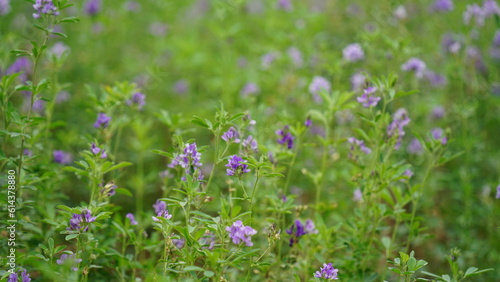 In the spring farm field young alfalfa grows. The field is blooming alfalfa  which is a valuable animal feed