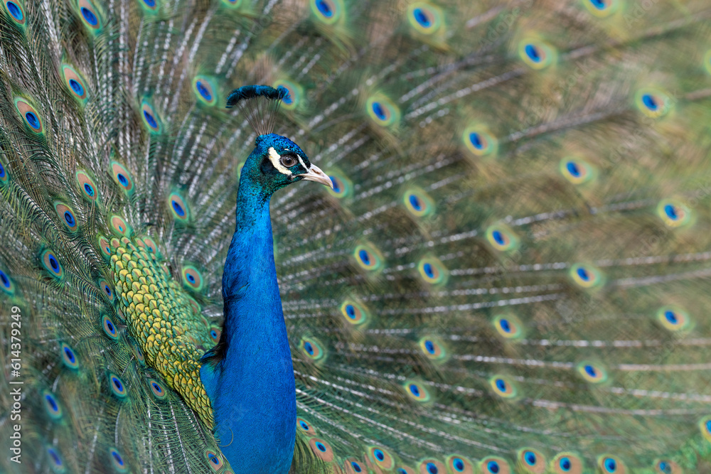Obraz premium Proud Colorful Male indian Peacock Portrait with Full Feather Plume open with direct morning sunlight.