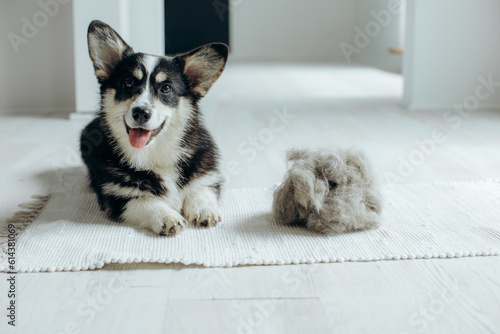 Canvas-taulu Beautiful Corgi dog with shedding fur lying on the floor