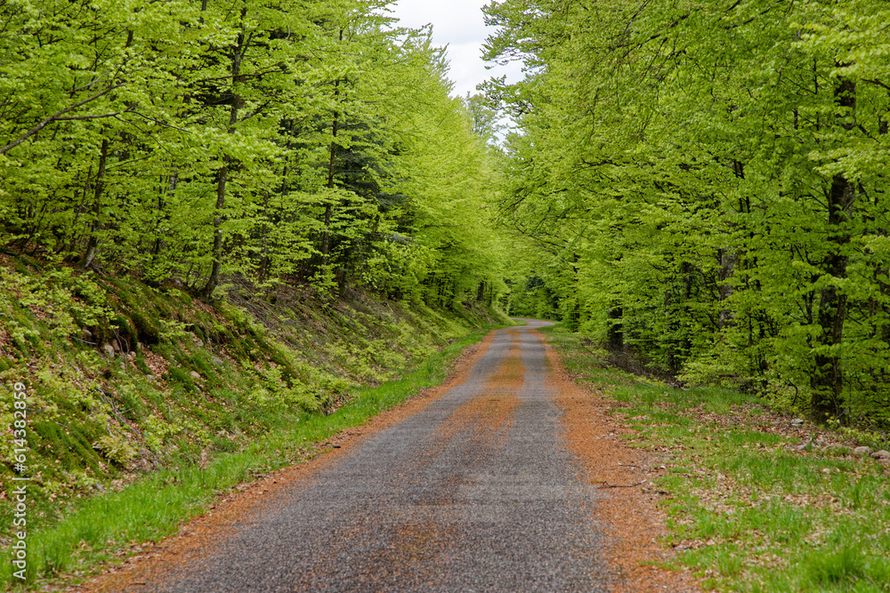 Fototapeta premium Route forestière
