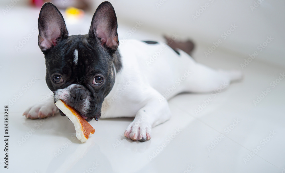 Portait image of French Bulldog puppy lying on the floor and looks while bite his toy bone.
