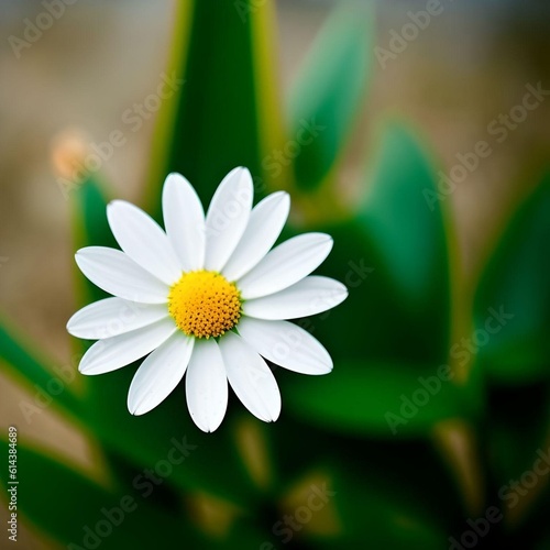 A White Daisy Flower in the Grass