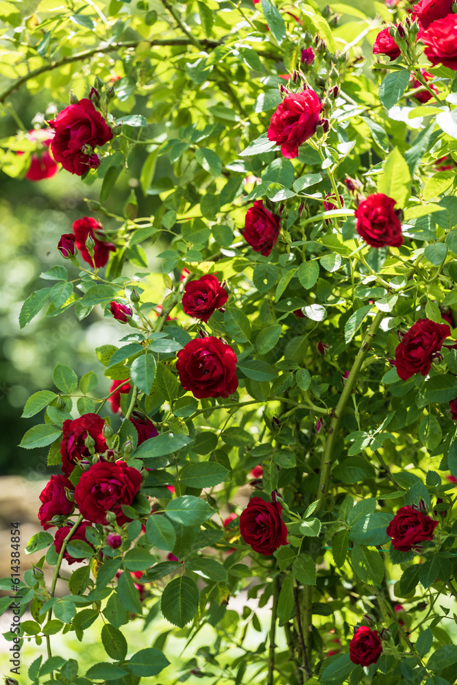 Obraz premium blooming red roses in the garden