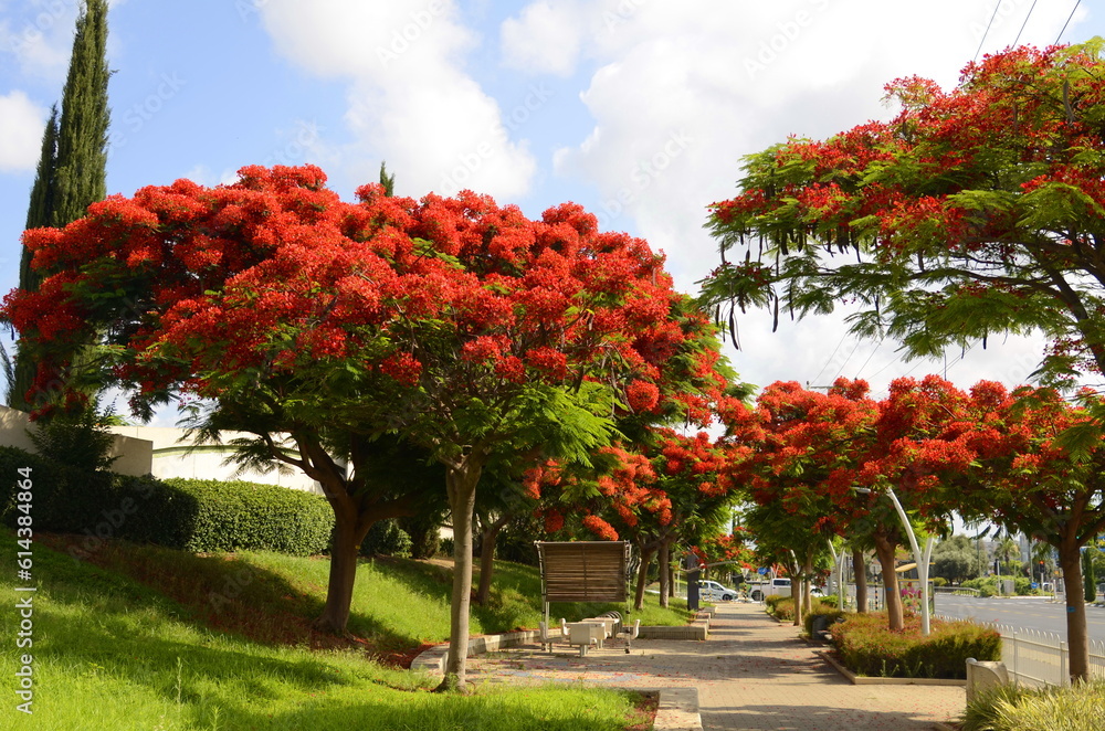 Naklejka premium Royal poinciana, (Delonix regia), also called flamboyant tree or peacock tree, strikingly beautiful red flowering tree on park