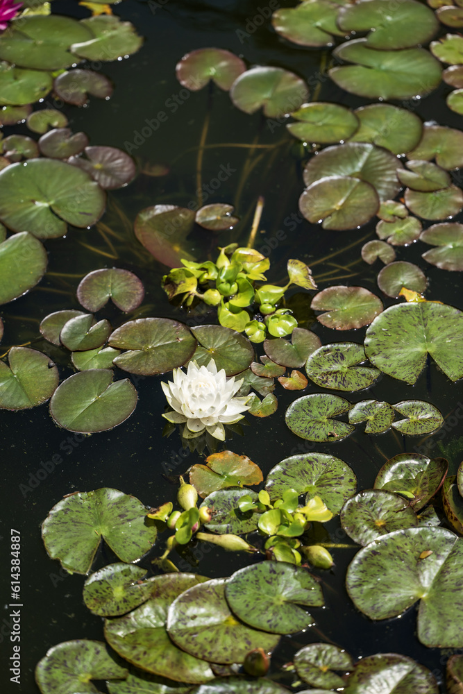 water lily on the surface of a pond with green leaves water lily on the surface of a pond with green leaves