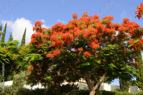 Foto Royal poinciana, (Delonix regia), also called flamboyant tree or peacock tree, s
