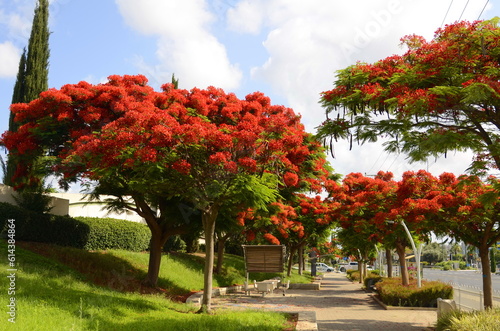 Royal poinciana, (Delonix regia), also called flamboyant tree or peacock tree, strikingly beautiful red flowering tree on park