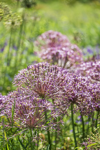 Purple meadow onion flowers in full bloom