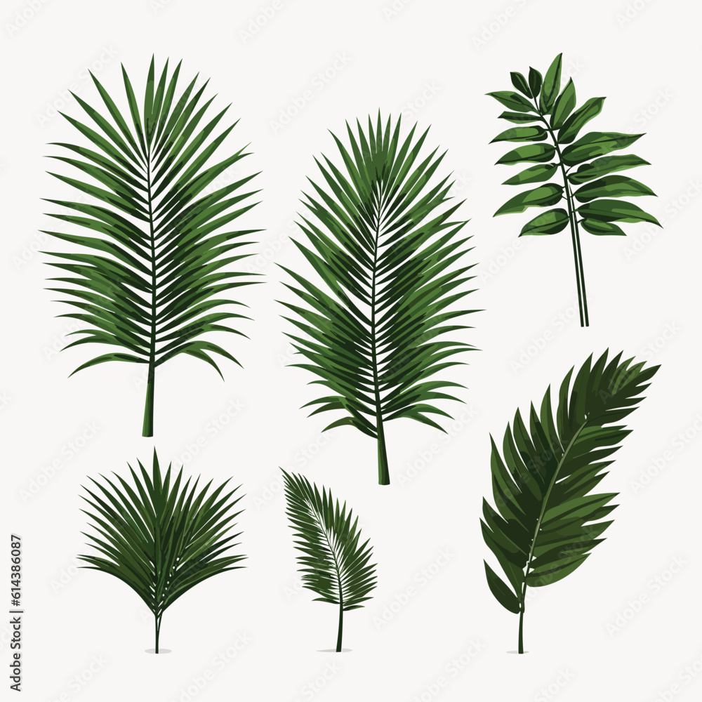 palm leaves set vector flat minimalistic isolated illustration