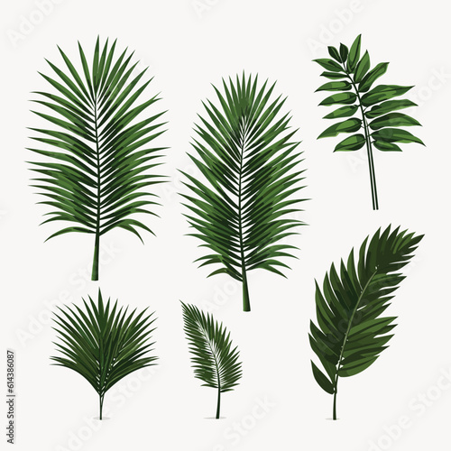 palm leaves set vector flat minimalistic isolated illustration