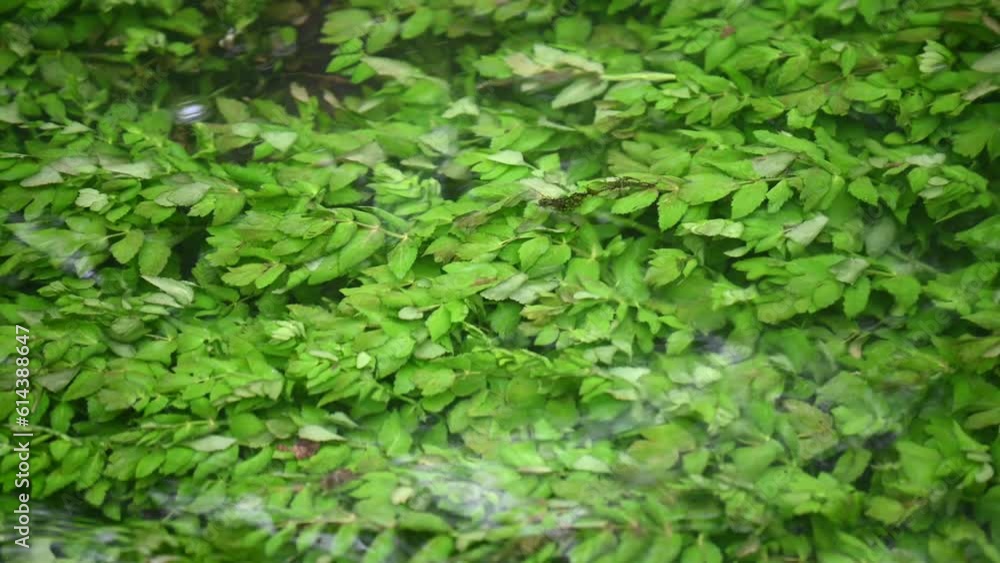 Green leaves under water, texture Green leaves under water, texture