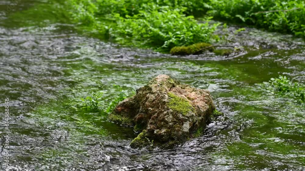 Water in the forest river Water in the forest river