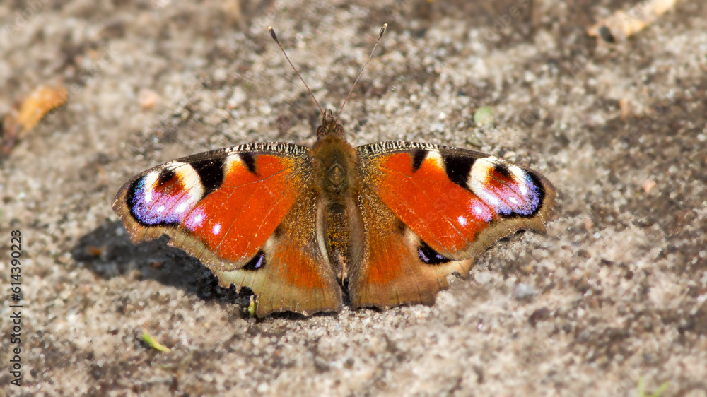 butterfly on the sand butterfly on the sand