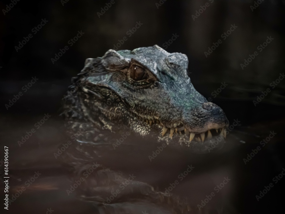 Alligator Alligator