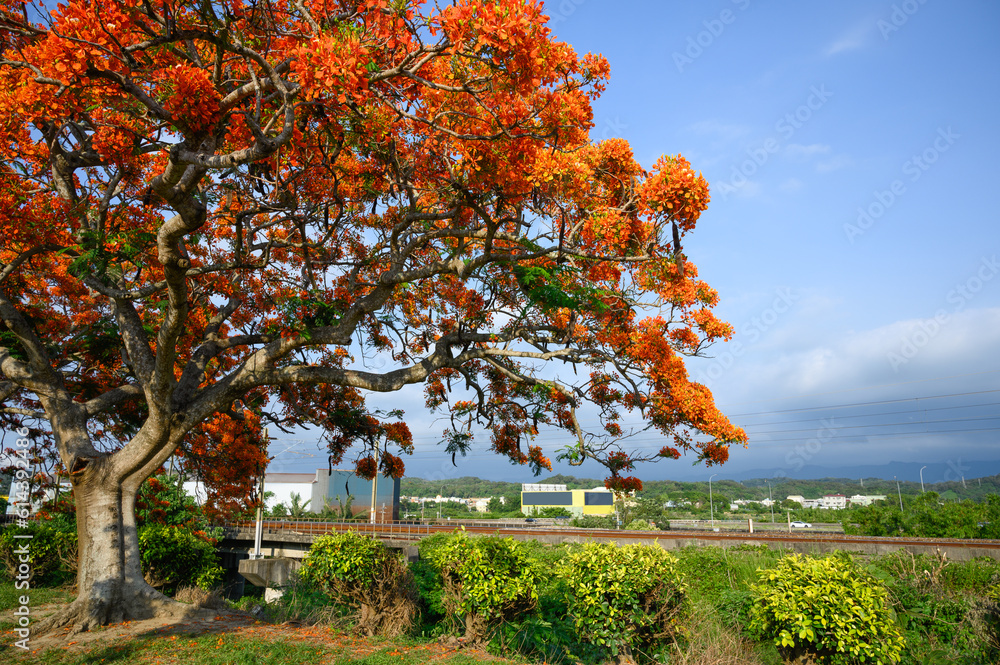 Naklejka premium Poinciana flowers are orange and yellow. Both sepals and petals are 5. The flowering of the poinciana is the graduation season of Taiwanese schools.