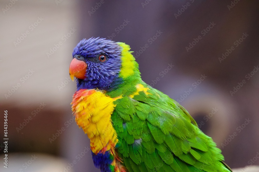 Birds at a petting zoo