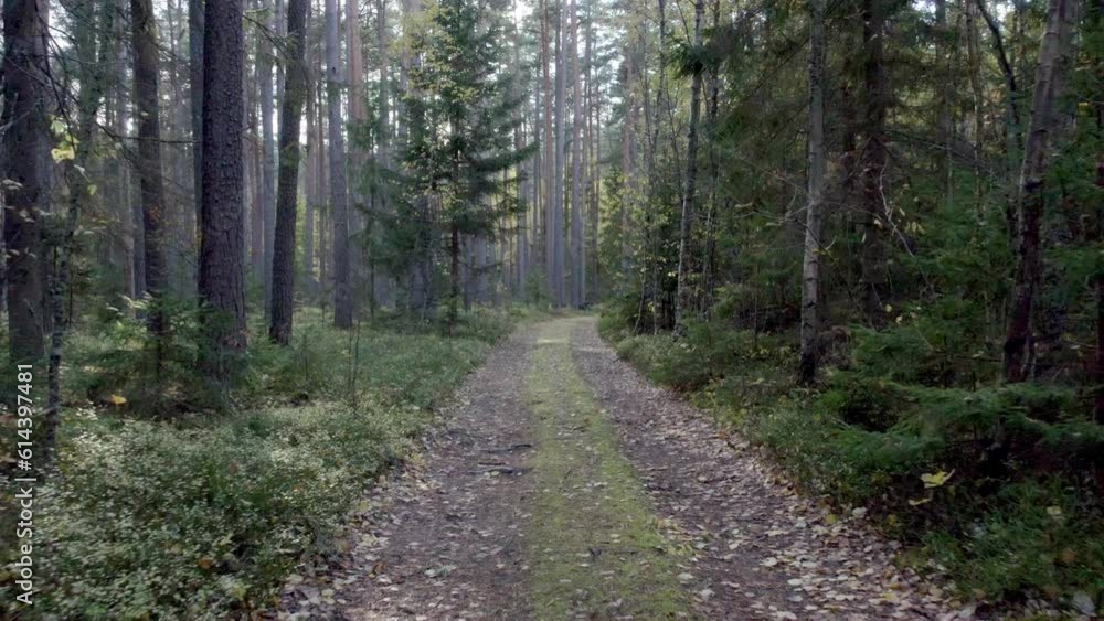 camera moving backwards on forest road we can see sun light seeking behind the trees. During start of autumn there are some leaves on ground already camera moving backwards on forest road we can see sun light seeking behind the trees. During start of autumn there are some leaves on ground already