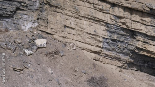 Snow Leopard Sleeps head curled up on the side of a mountain in the Himalayas. photo