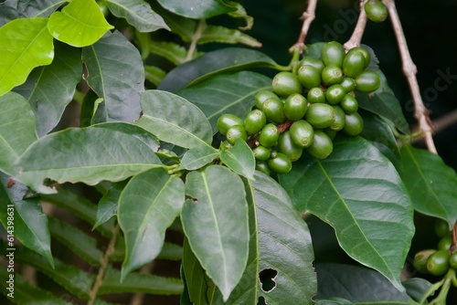 Coffee beans at Coffee plantations at yercaud
