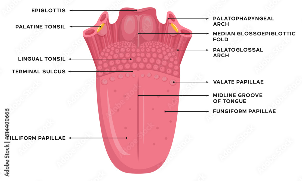 Φωτογραφία Illustration of human tongue anatomy along with an explanation of the name of ea