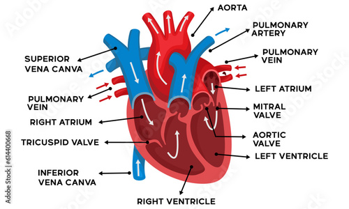 illustration of human heart anatomy along with an explanation of the name of each part of the heart