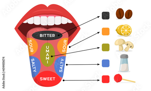 Diagram of human taste areas and taste receptors such as sweet, salty, umami, sour, and bitter tastes and examples of foods that have similar tastes photo
