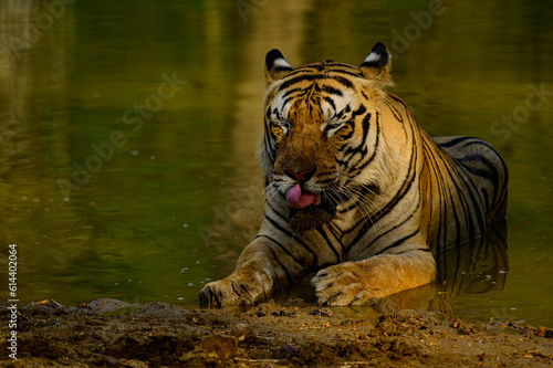 Mowgli Male tiger in the water