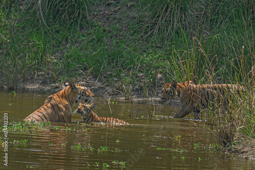 bengal tiger in water with tiger cubs