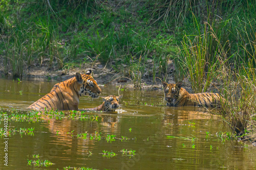 bengal tiger and tiger cubs in the water
