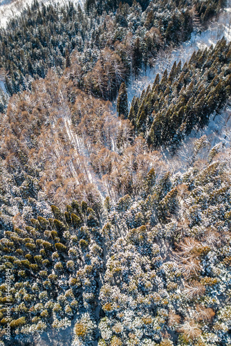 ツンドラ地帯の森林 Snowy forest in winter tundra