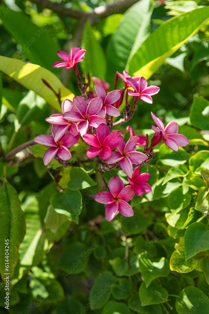 Fresh green leaves with beautiful flowering exotic and tropical flowers of the Caribbean showcasing nature's beauty. Fresh green leaves with beautiful flowering exotic and tropical flowers of the Caribbean showcasing nature's beauty.