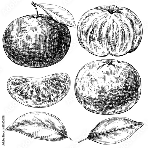 Tangerine ink sketch set vintage food illustration.