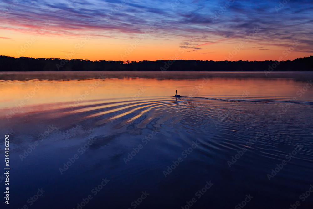 Sonnenaufgang mit Schwan
