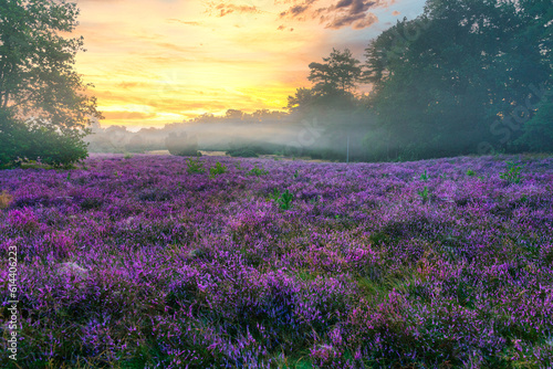  blooming heather at sunrise